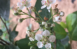 不老莓開(kāi)花